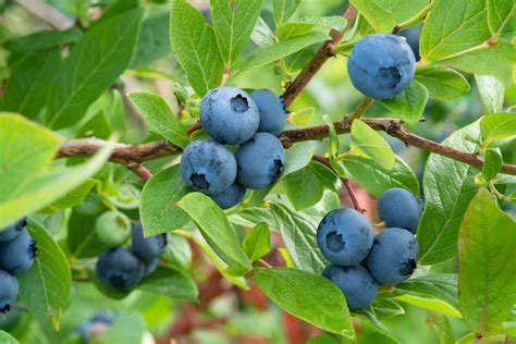Blue berry tree. Things To Know About Blue berry tree. 